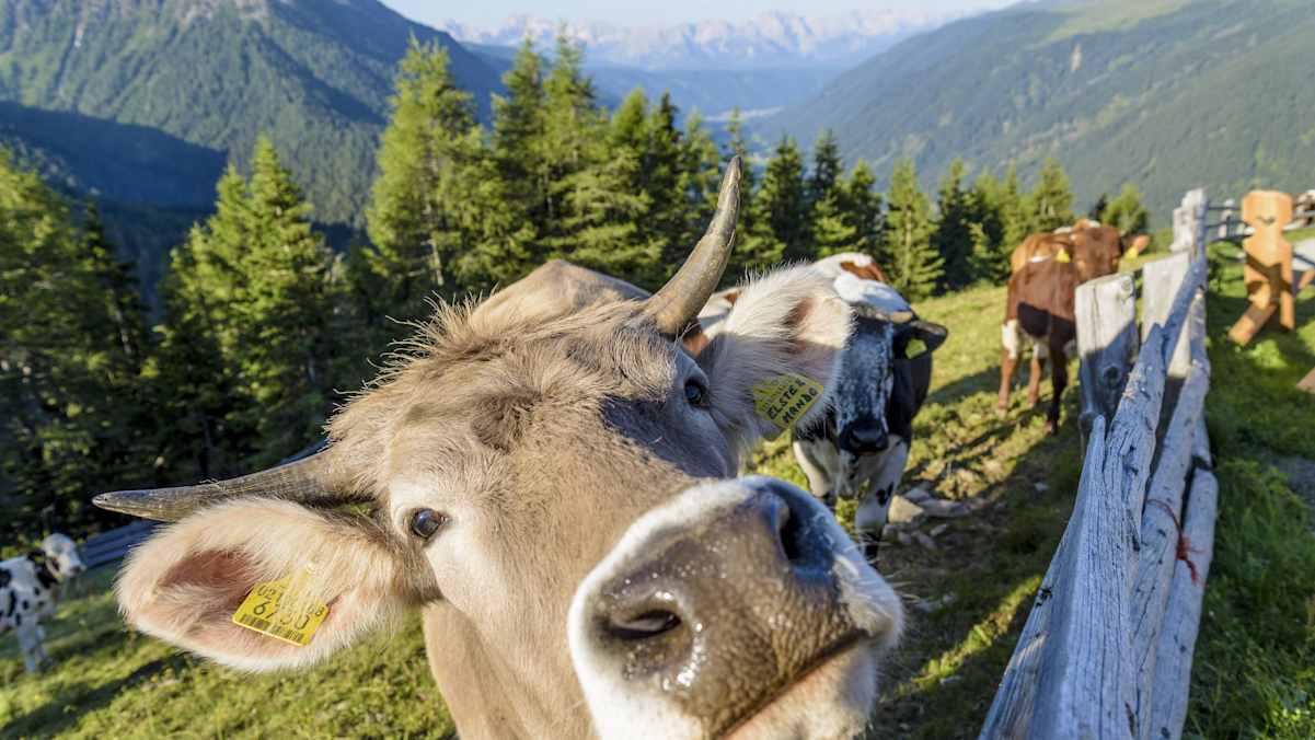 Almen und Weiden sind in dieser Region nach wie vor von großer Bedeutung und werden aktiv bewirtschaftet.