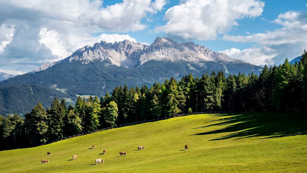 Eine Kuhherde auf einer Wiese am Fuße des Latemars