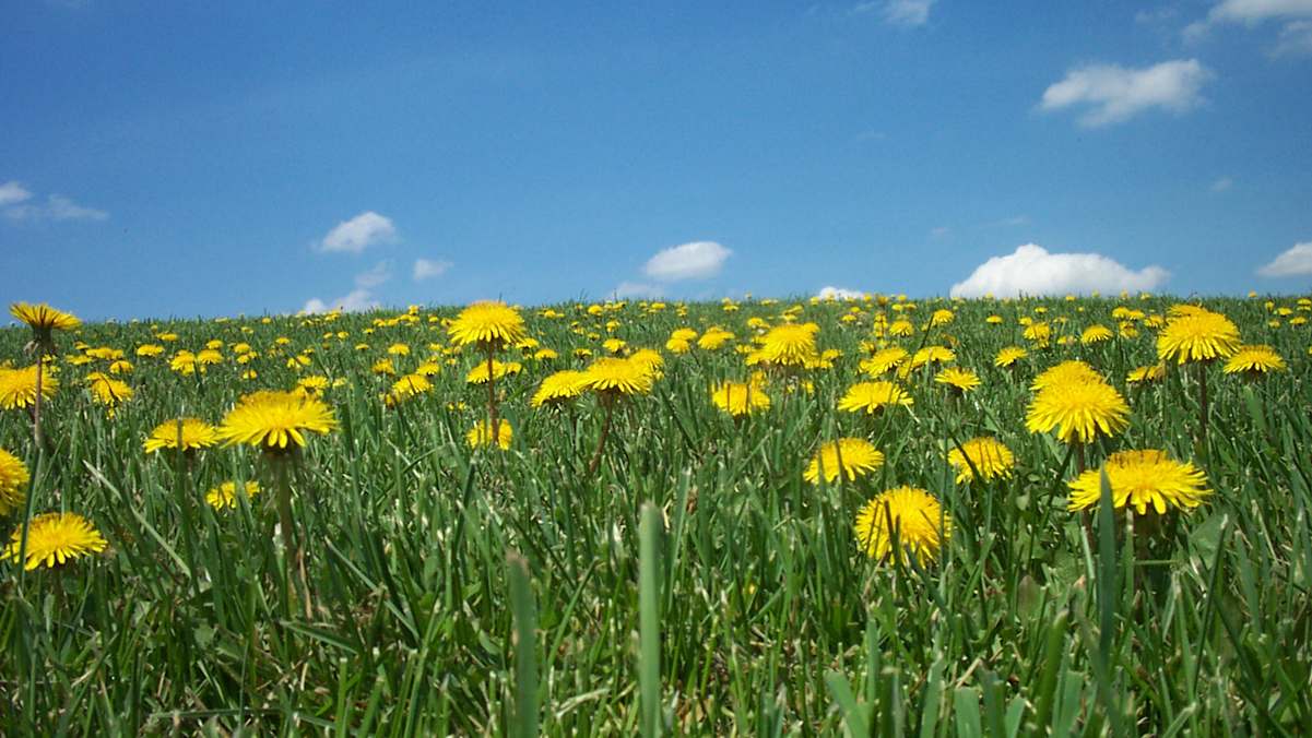 Ehrentag der Pflanze: Wildpflanzen & Heilkräuter