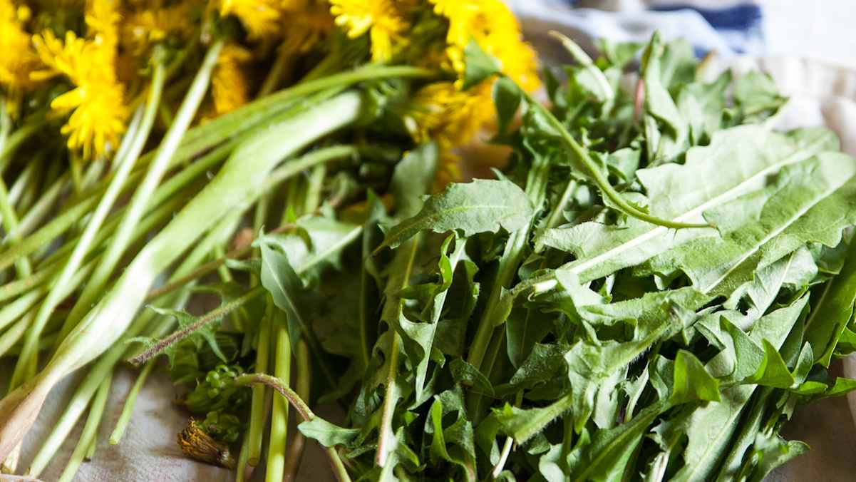 Löwenzahn - Schmackhaft, gesund und ein heimisches Superfood