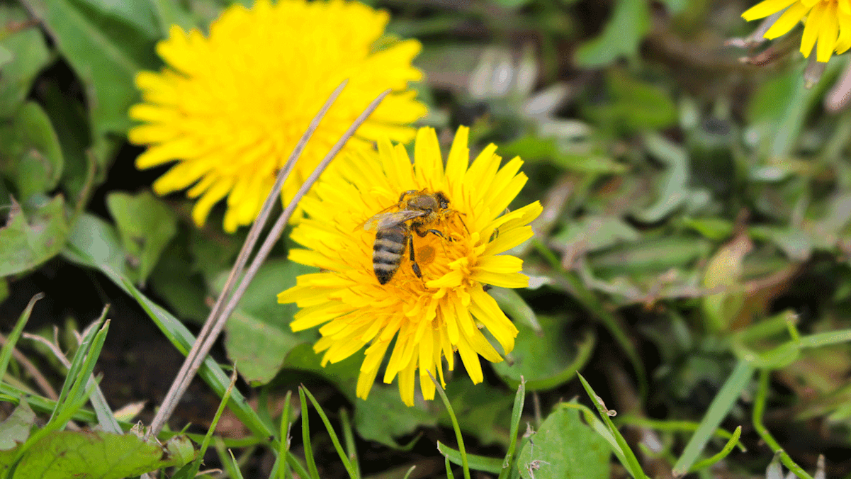 Löwenzahnblüten sind eine wichtige Nahrungsquelle für Bienen