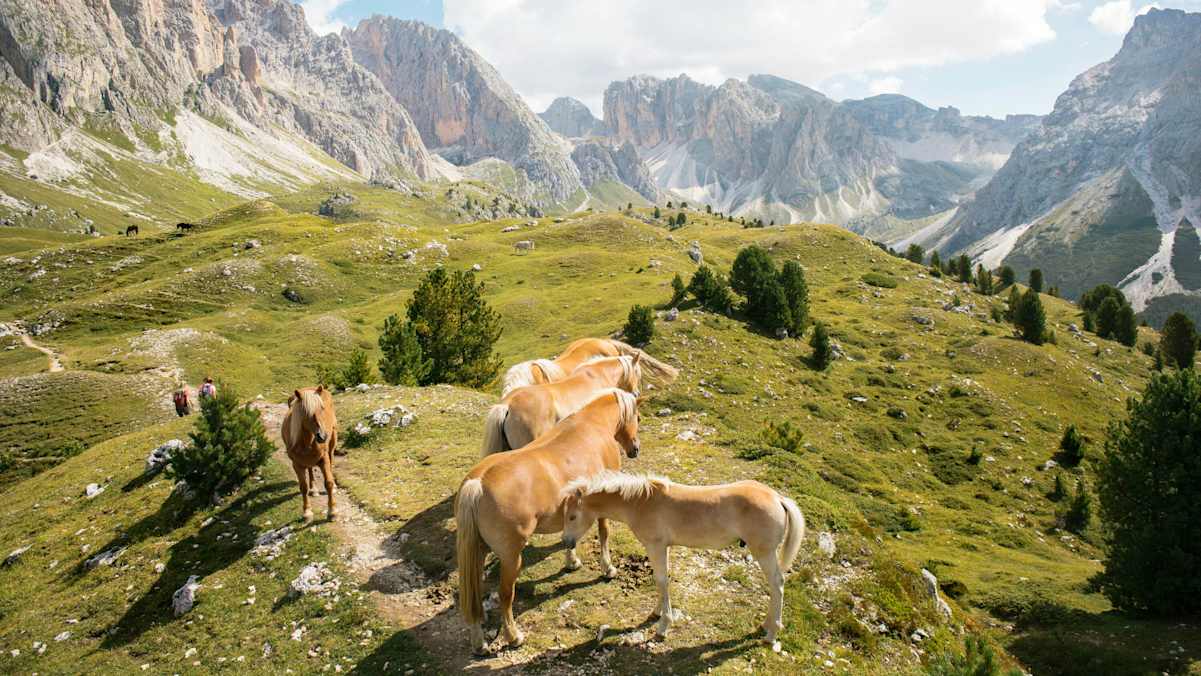 Grasende Pferde auf saftigen Wiesen, dahinter die Wände der Geislergruppe: Wer am Cisles-Höhenweg unterwegs ist, muss auf unwirklich-schönes Dolomitenflair gefasst sein.