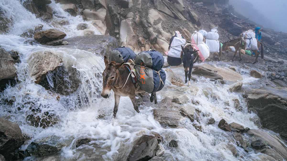 Mulis auf dem Weg zum Manaslu-Basislager
