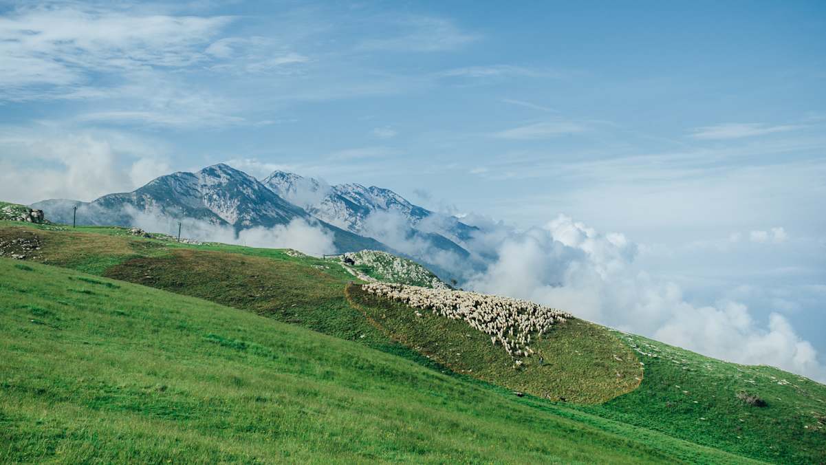 Eine Schafherde am Berg.