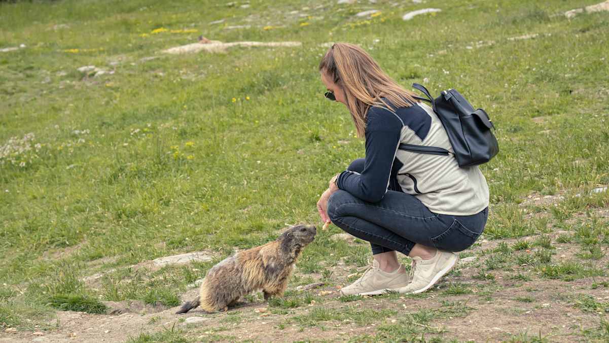 Murmeltier füttert Frau