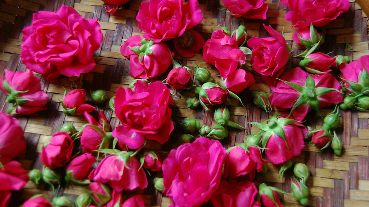 Frische Rosenblüten