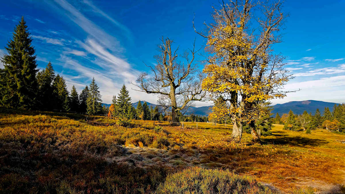 Im Herbst sind die Hochmoore auf den Schachten besonders schön.