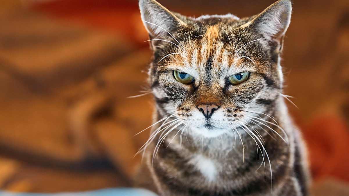 Eine wunderschöne Katze.