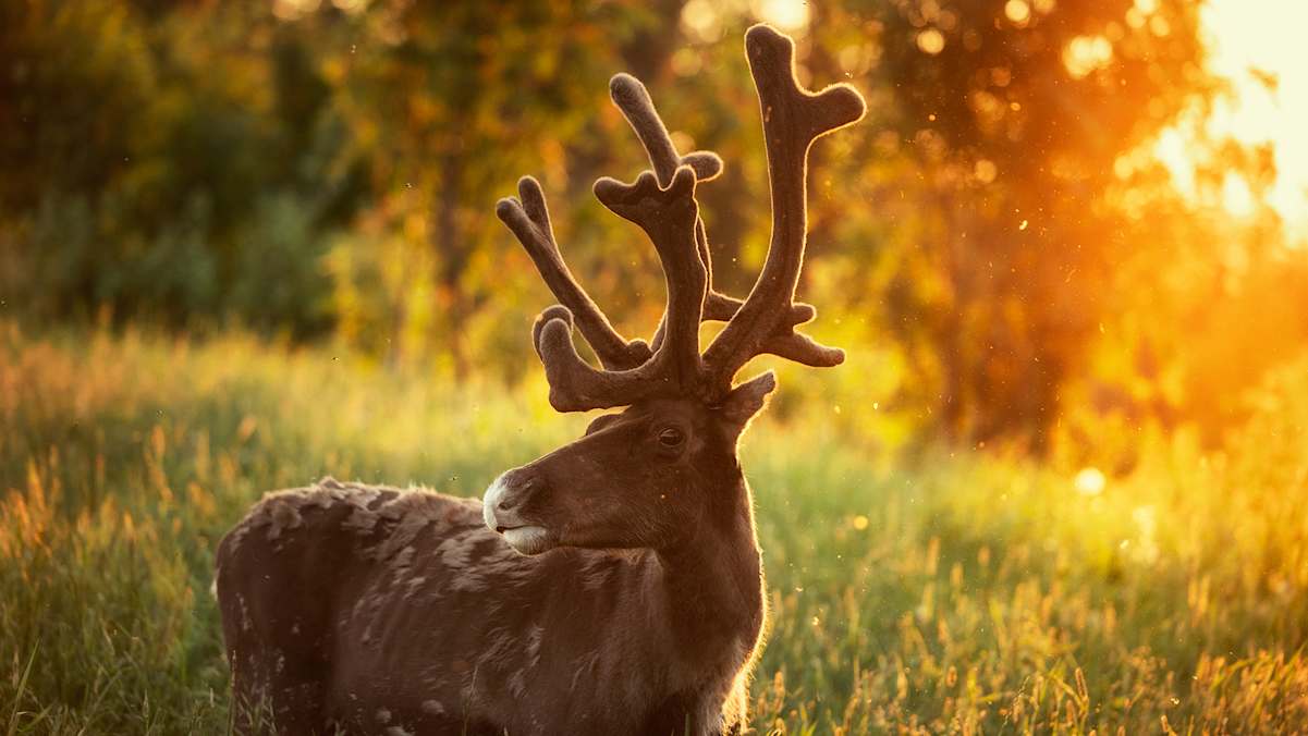 Renitier, Sonnenuntergang