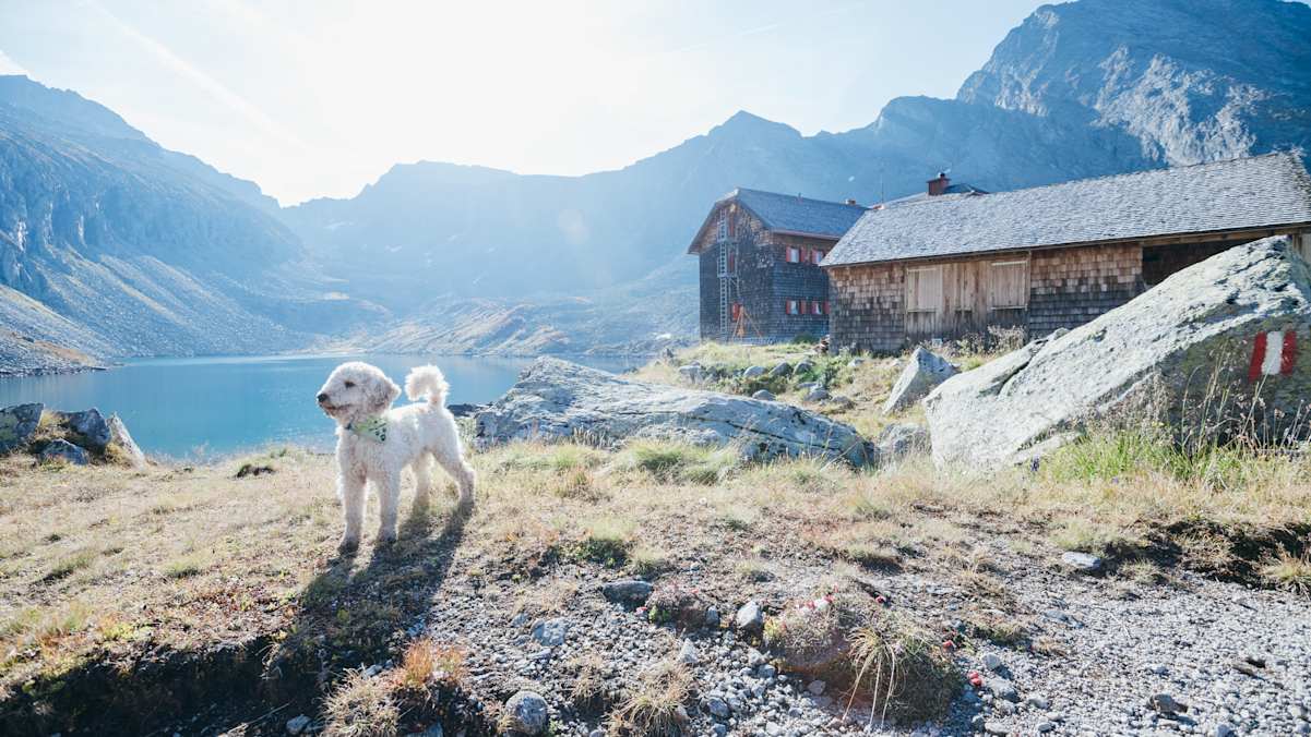 Hunde sind auf Hütten nicht immer erlaubt, aber hier – auf dem Arthur-von-Schmid-Haus – gern gesehene Gäste