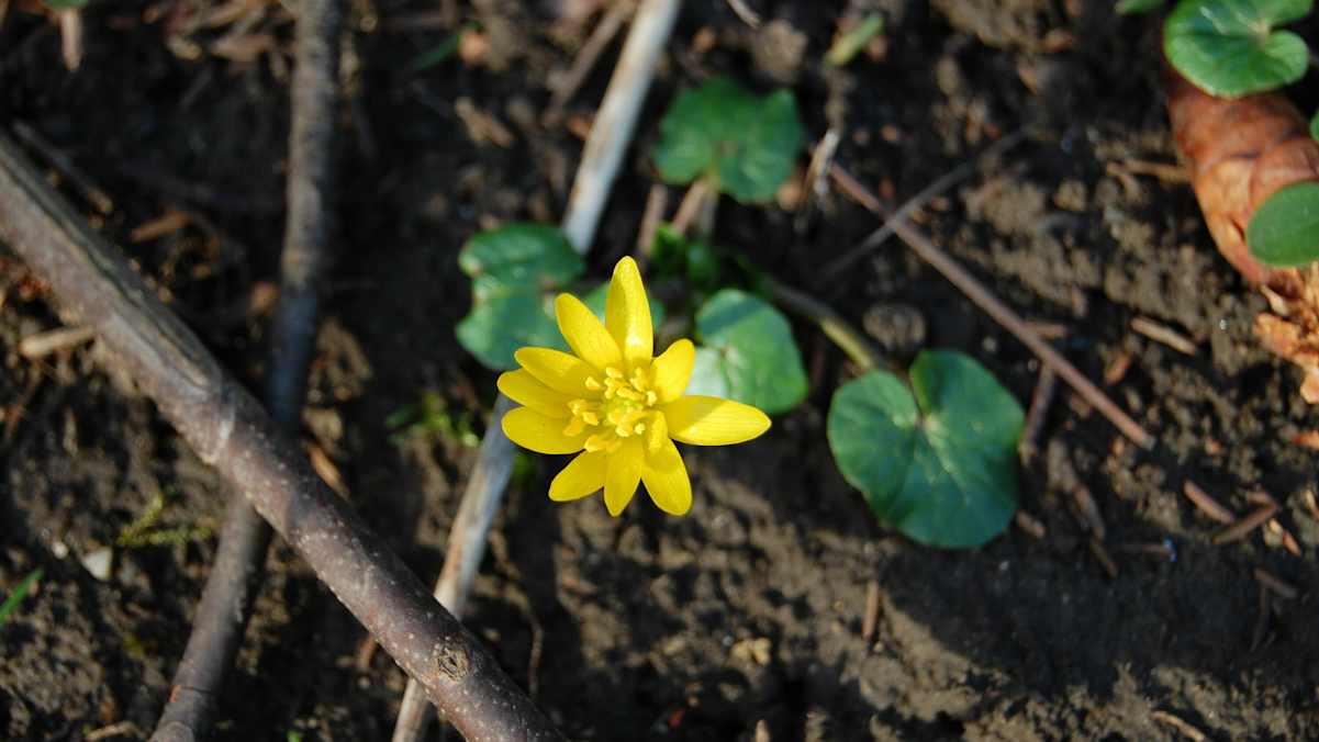Ab Erscheinen der leuchtend gelben Blüten ist das Scharbockskraut nicht mehr zum Verzehr geeignet