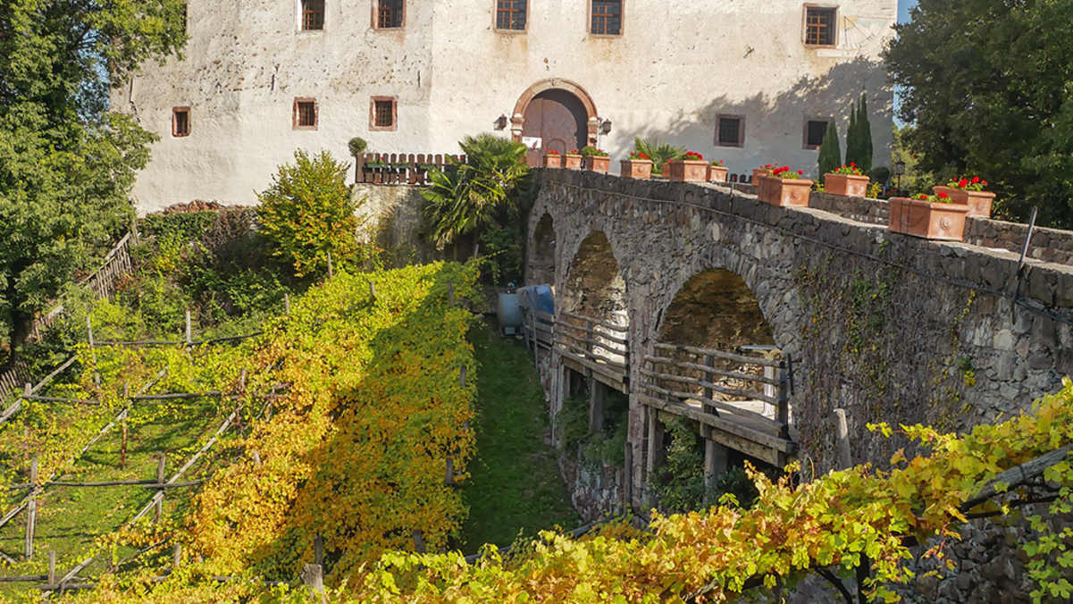 Schloss Katzenzungen mit dem ältesten Rebstock