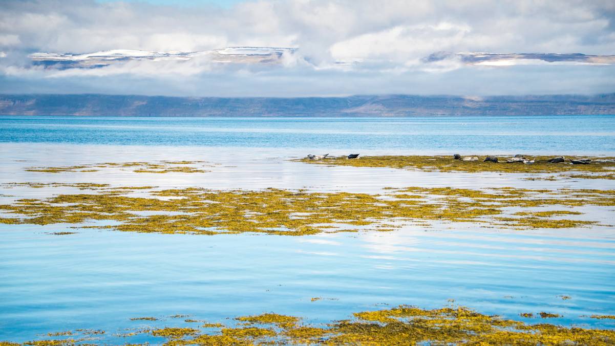Seehunde sonnen sich im Meer zwischen grünen Algen