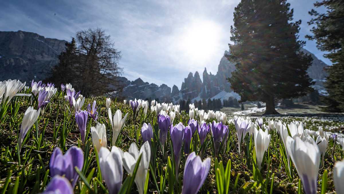 Die Hänge unterhalb des Rosengartens erblühen im Mai im Krokusmeer.