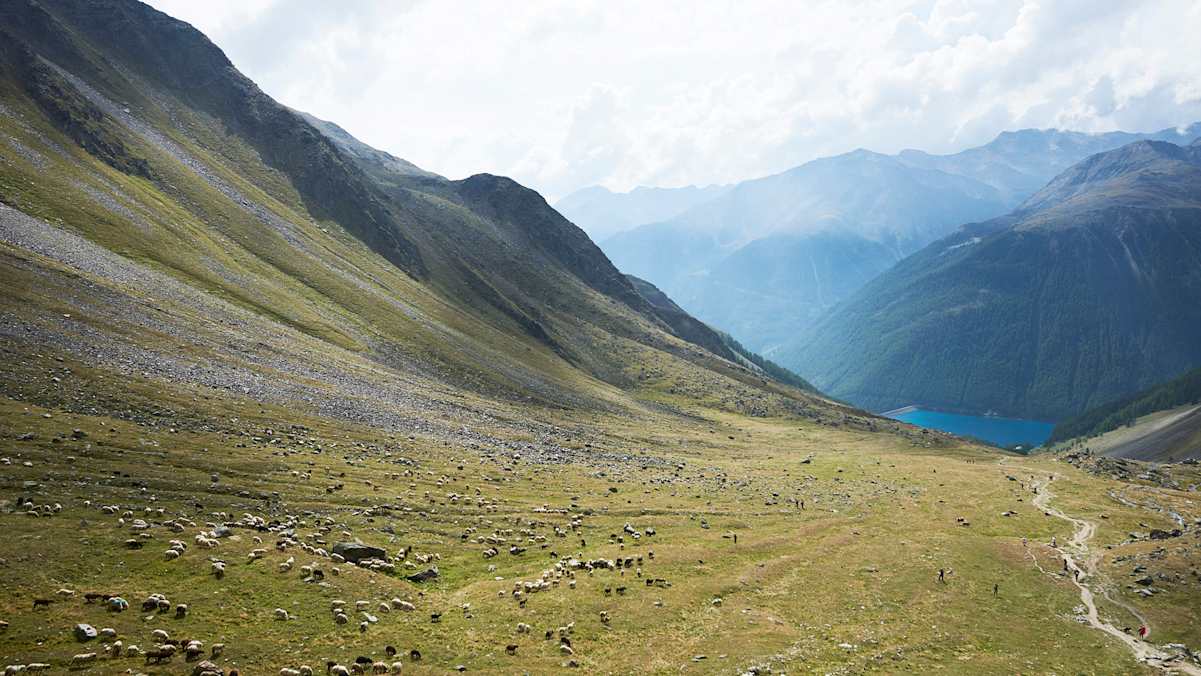 Schafabtrieb im Schnalstal