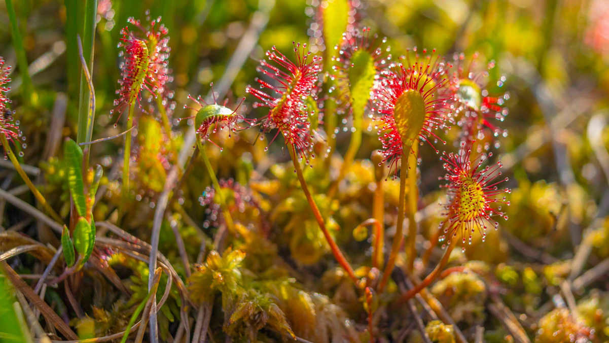 In Moorgebieten wie dem Klosterfilz findet man unter anderen hochspezialisierten Pflanzenarten auch den Sonnentau.