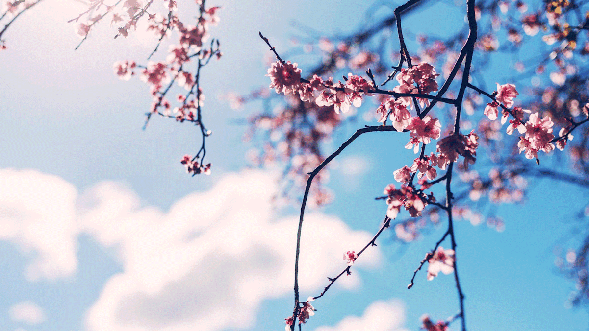 Blühender Kirschbaum im Frühling