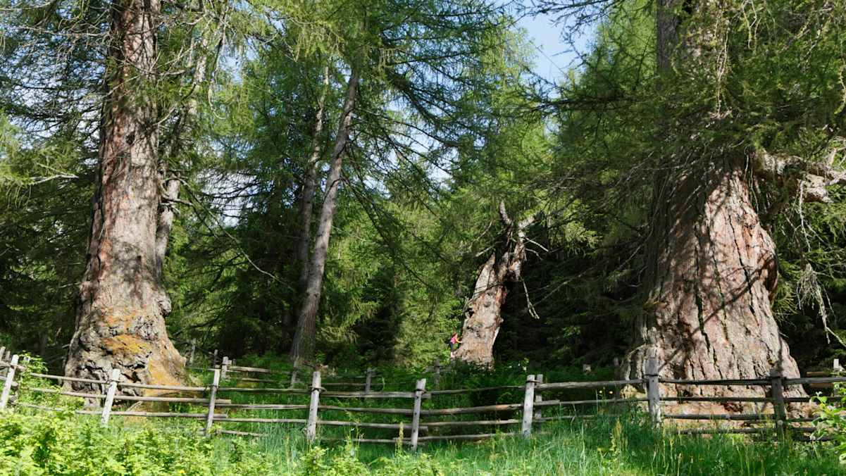 Urlärchen in Südtirol