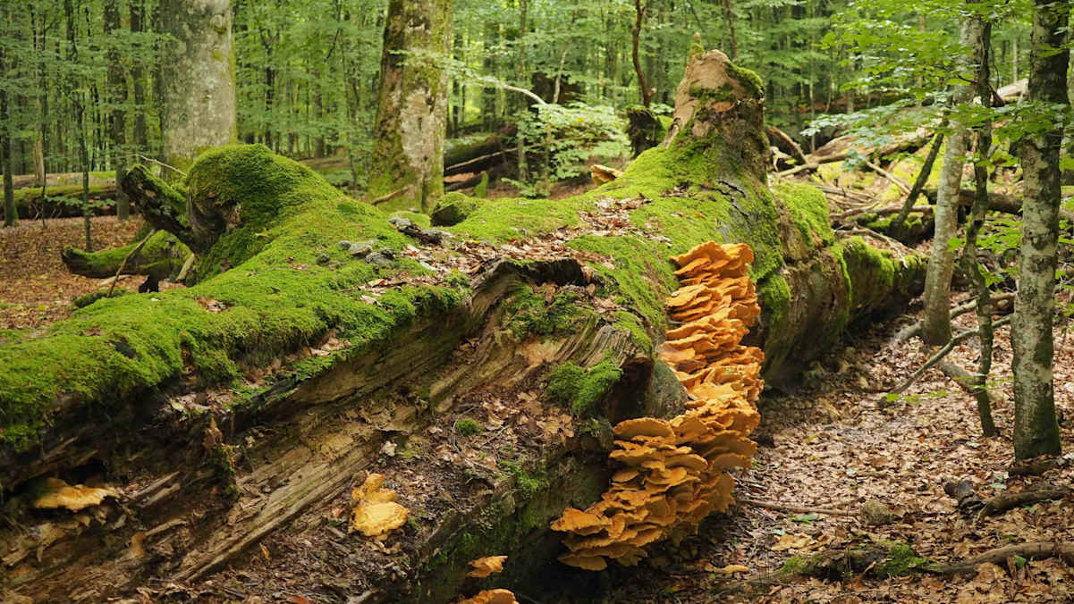 Im Nationalpark Bayerischer Wald und im Nachbar-Nationalpark Šumava findet man noch echte Urwälder.