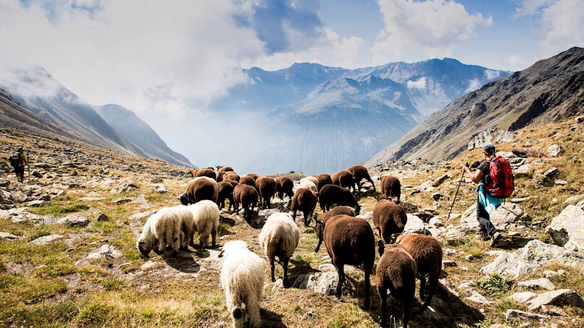 Der traditionelle Schafübertrieb im Schnalstal ist im gesamten Alpenraum einer der spektakulärsten seiner Art.