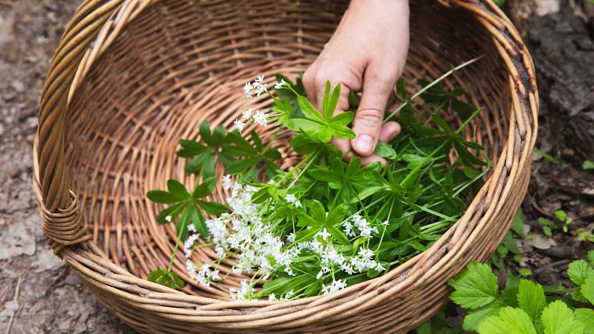 Waldmeister kann bedenkenlos gesammelt werden, da alle ähnlich aussehenden Pflanzen ungiftig sind.