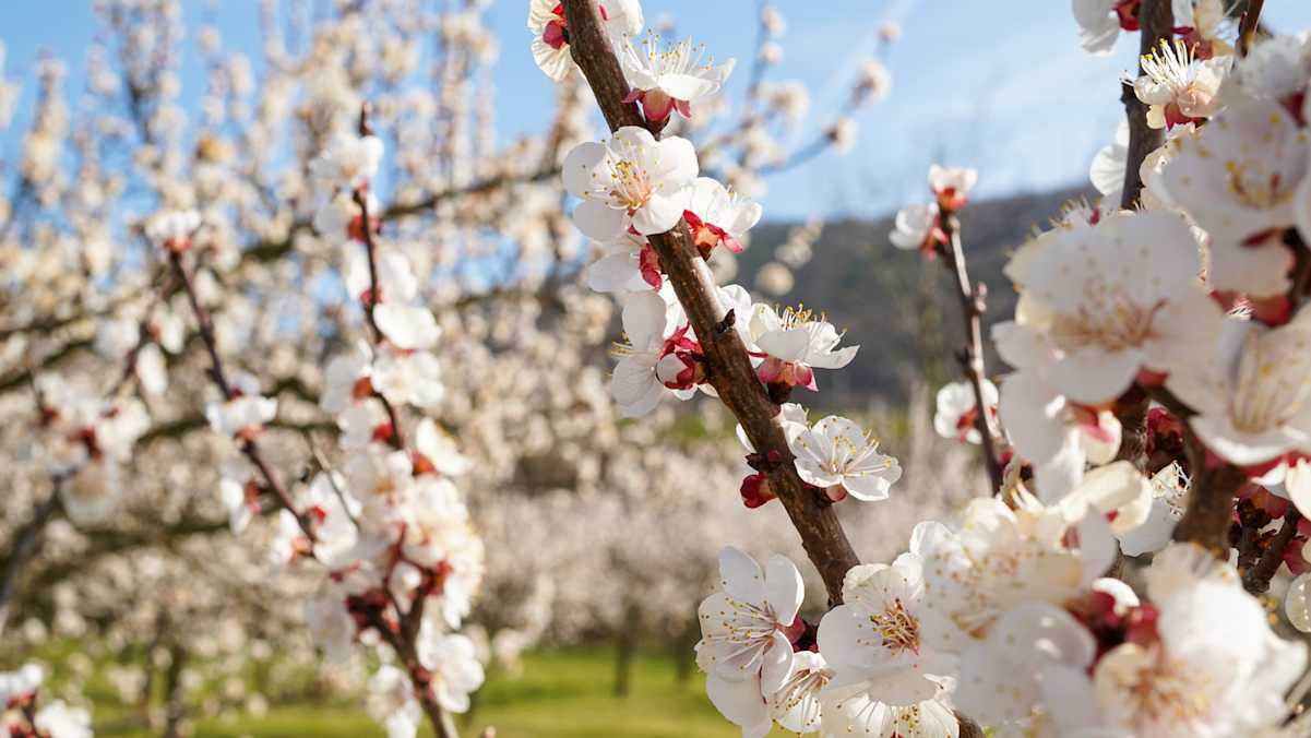 Frühlingserwachen in der Wachau mit der Marillenblüte