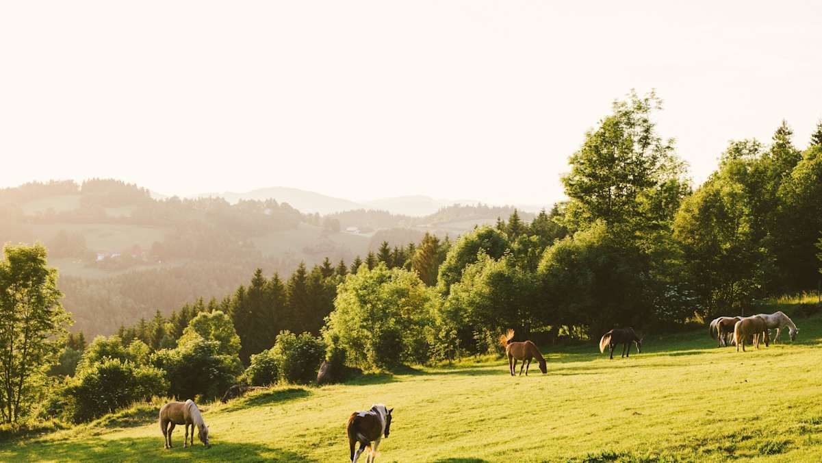 Pferde auf der Koppel