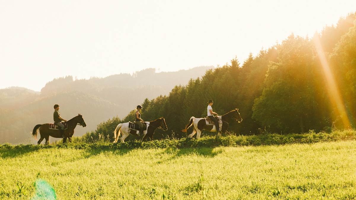 Drei Pferde mit Reiter reiten über eine Wiese.