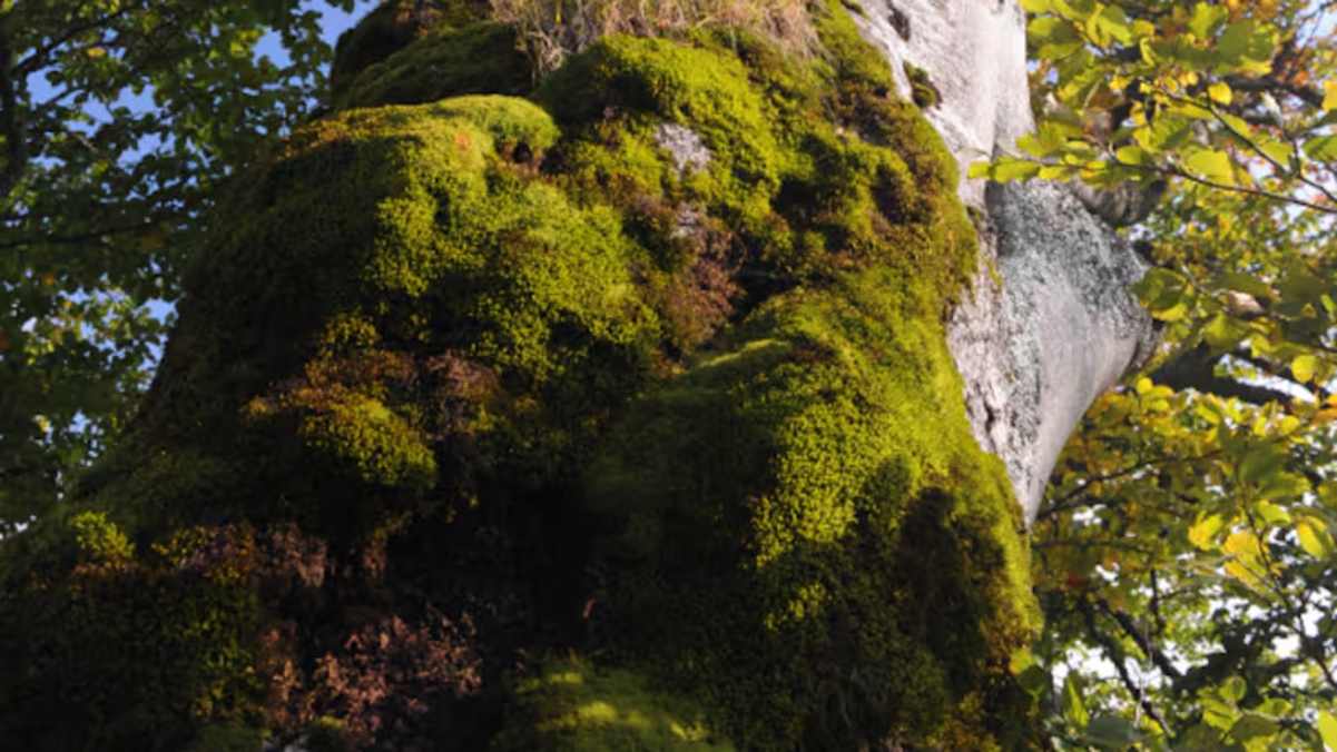 Alte Bäume wie dieser laden zum Verweilen ein.