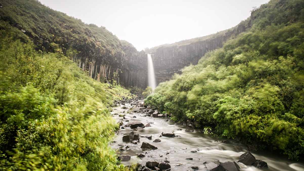 Eine bewachsene Schlucht mit Fluss in dunklem, steinigem Flussbett und Wasserfall Svartifoss im Hintergrund