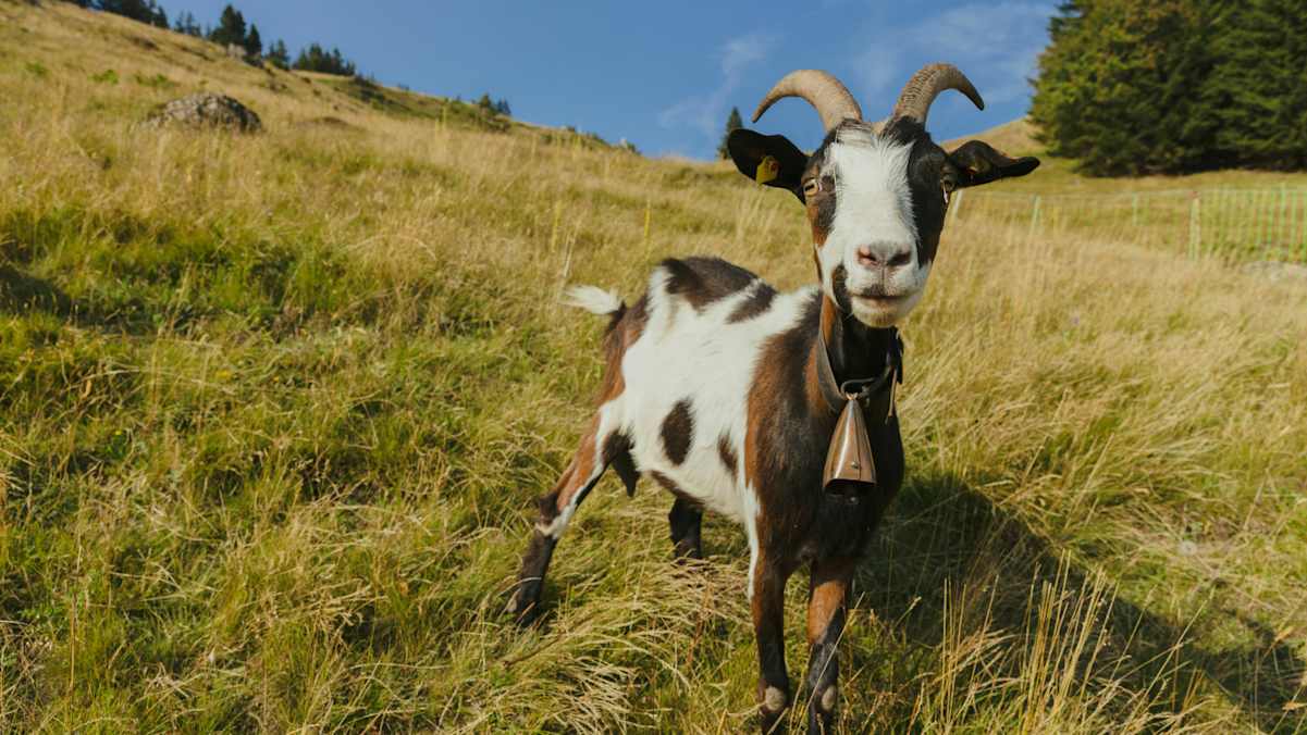 Ziegen trifft man im Naturpark Nagelfluhkette häufig an.