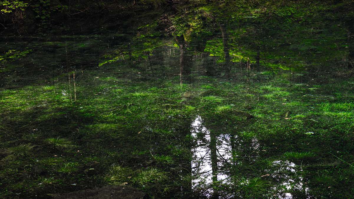 Der Wald im Parco Val Calcanca spiegelt sich im Wasser