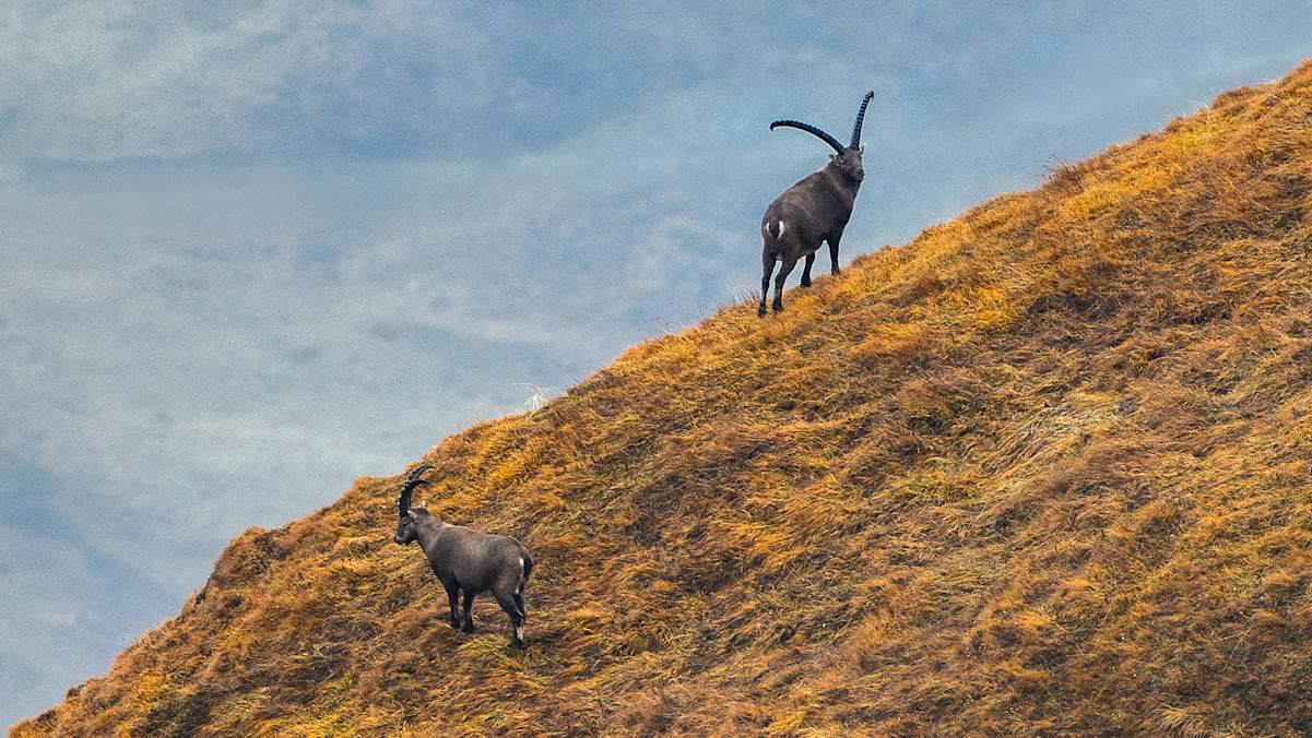 350 Steinböcke leben im Naturpark Beverin – mit etwas Glück begegnet man ihnen in freier Wildbahn.