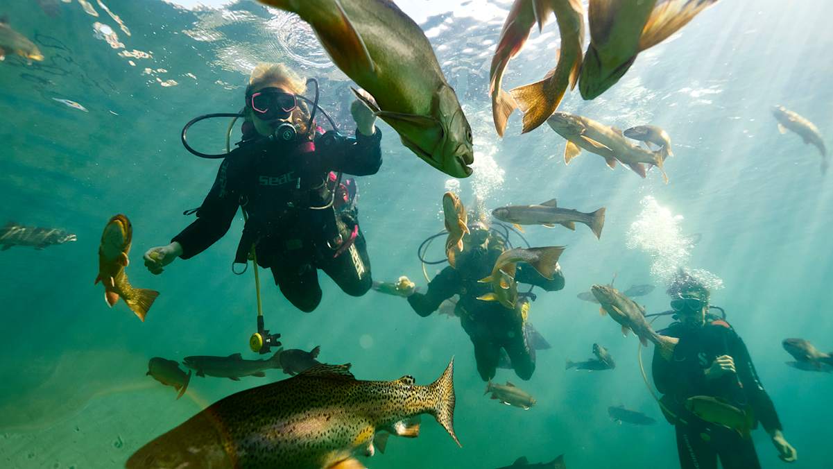 Taucher erkunden den Grüblsee, umgeben von zahlreichen Fischen im klaren Wasser.