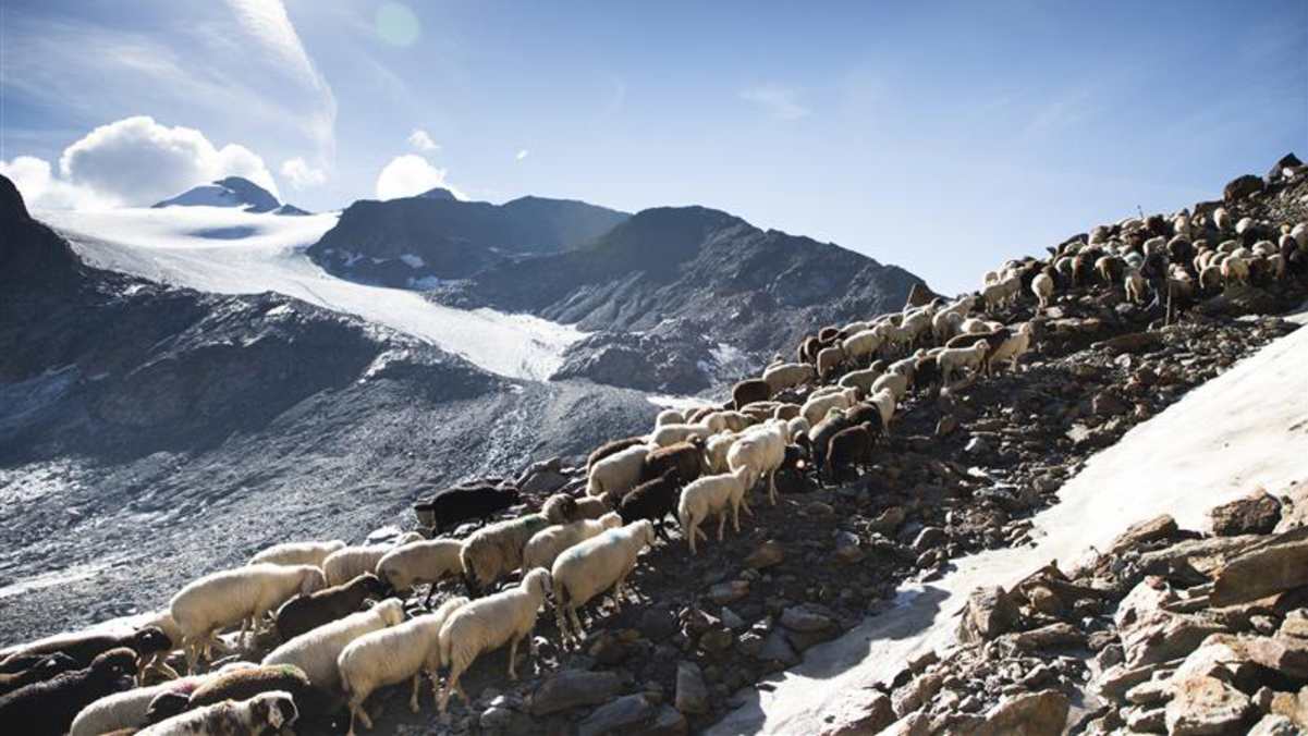 Almauftrieb mit Schafen