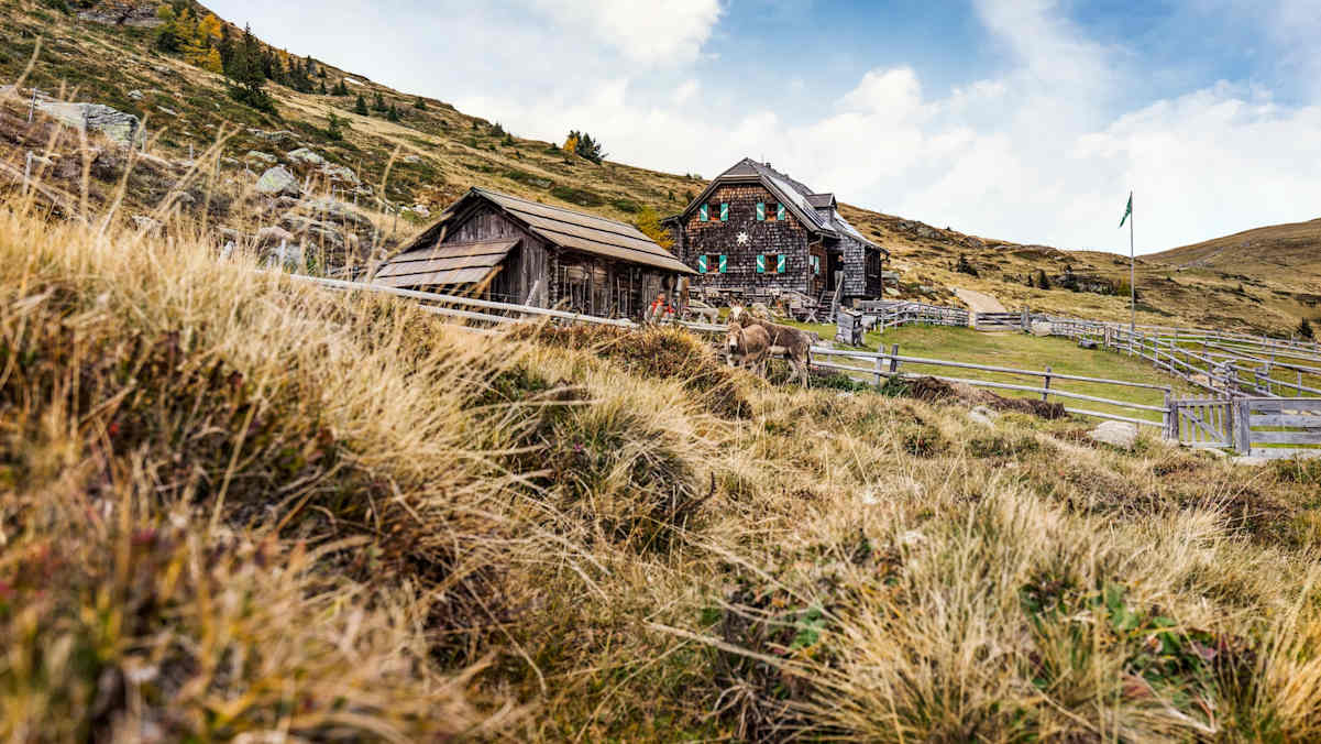 Die Millstätter Hütte mit tierischer Begleitung