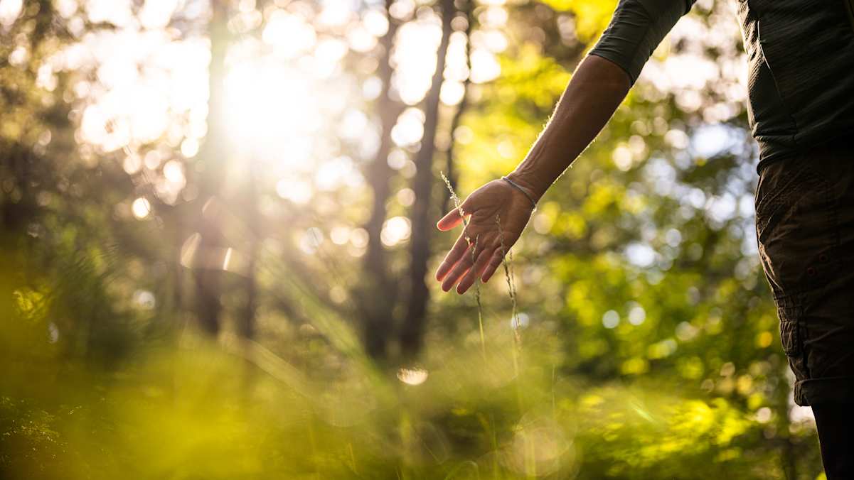 Waldsonne, frau fährt mit hand durchs hohe gras