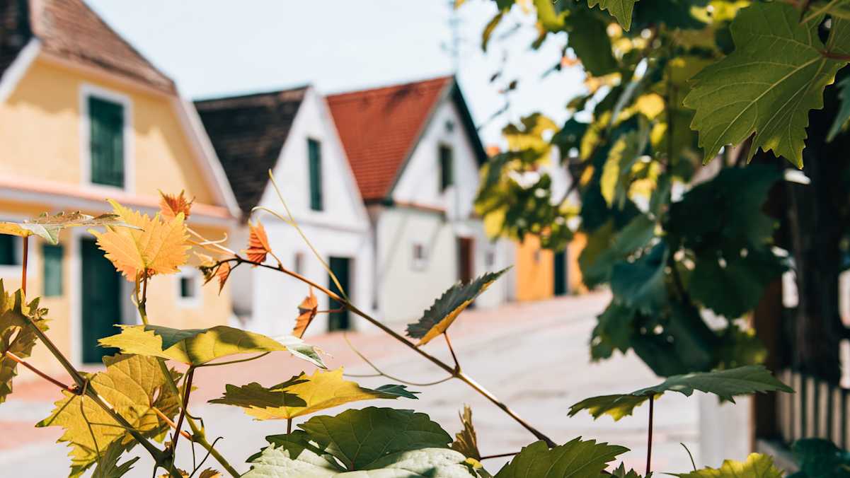 In den historischen Kellergassen des Weinviertels trifft Tradition auf Genuss.