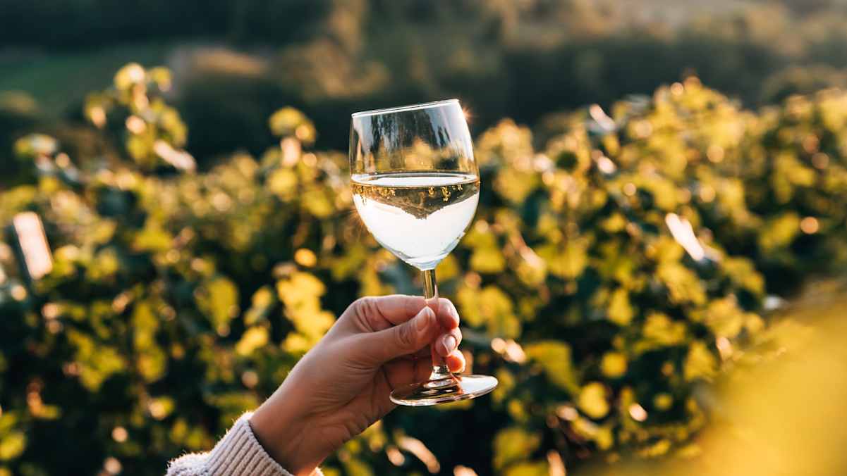 Edle Tropfen entdecken: Bei einer Weinverkostung in Niederösterreich erleben Besucher die Vielfalt der regionalen Weinkultur.