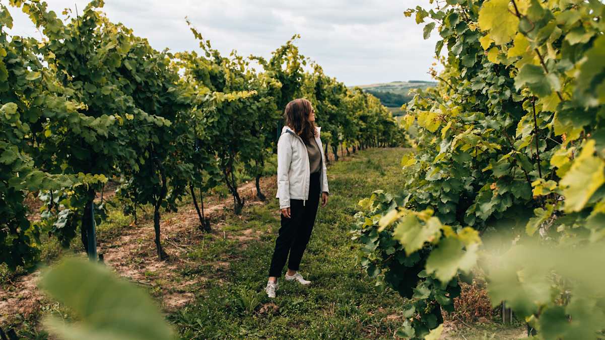 Bei einer Weinwanderung verschmelzen malerische Weingärten, sanfte Hügel und historische Burgen mit der facettenreichen Welt des Weins.