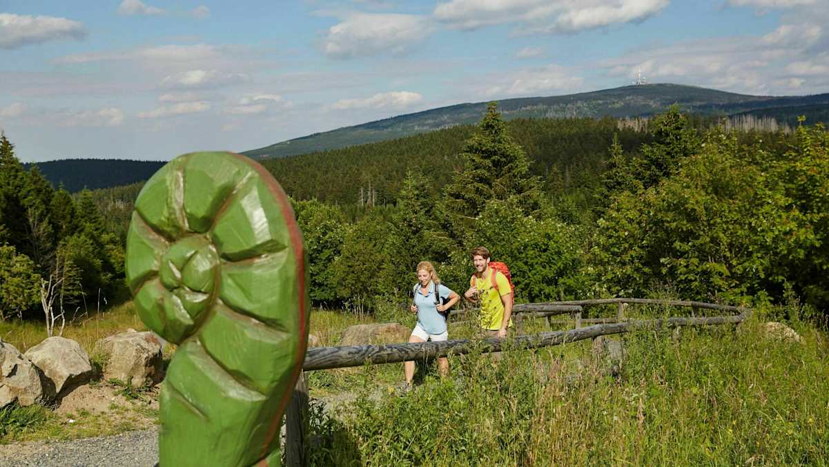 Brockenblick vom Torfhaus.
