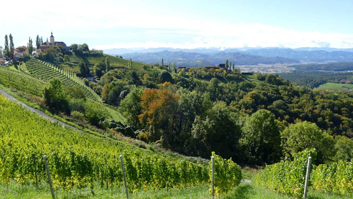 Steiler Weinberg in Kitzeck