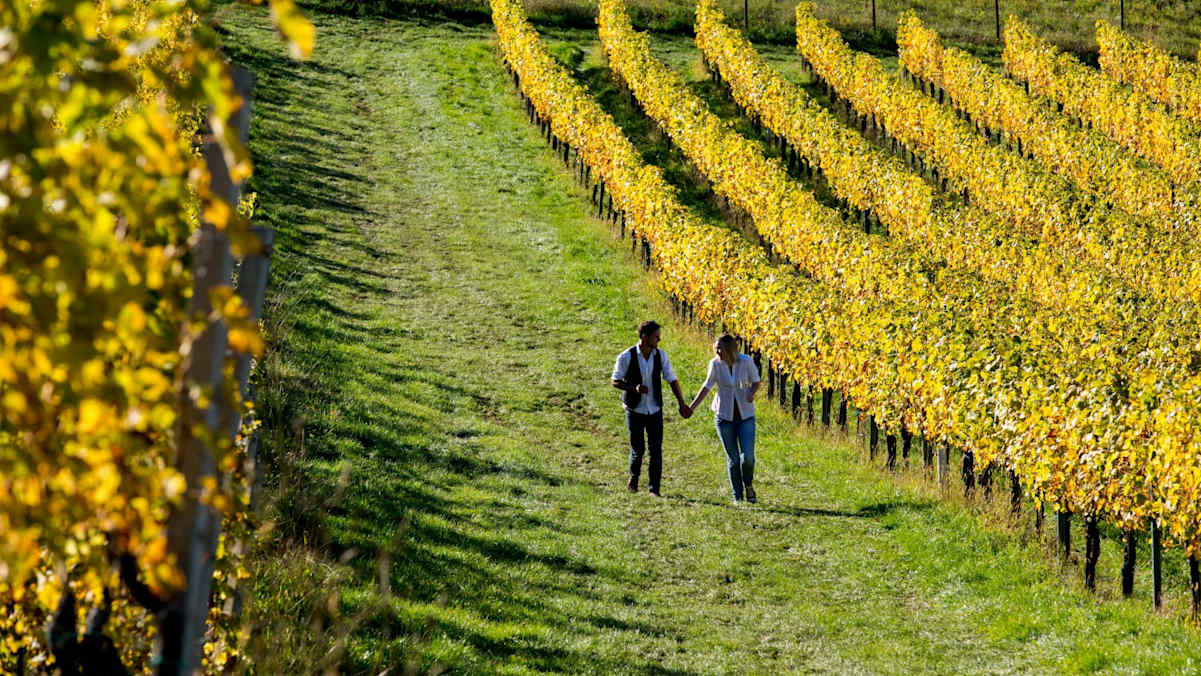 Im Herbst besonders schön - WEINwandern an der Südsteirischen Weinstraße