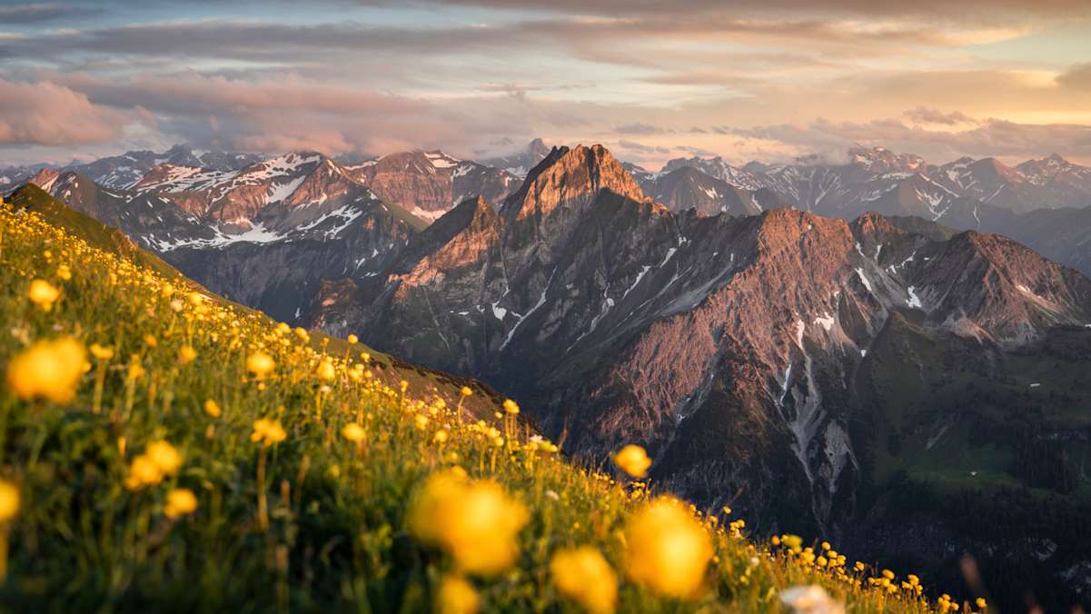 Ein gelbes Blumenmeer vor einem mächtigen Felsgipfel.