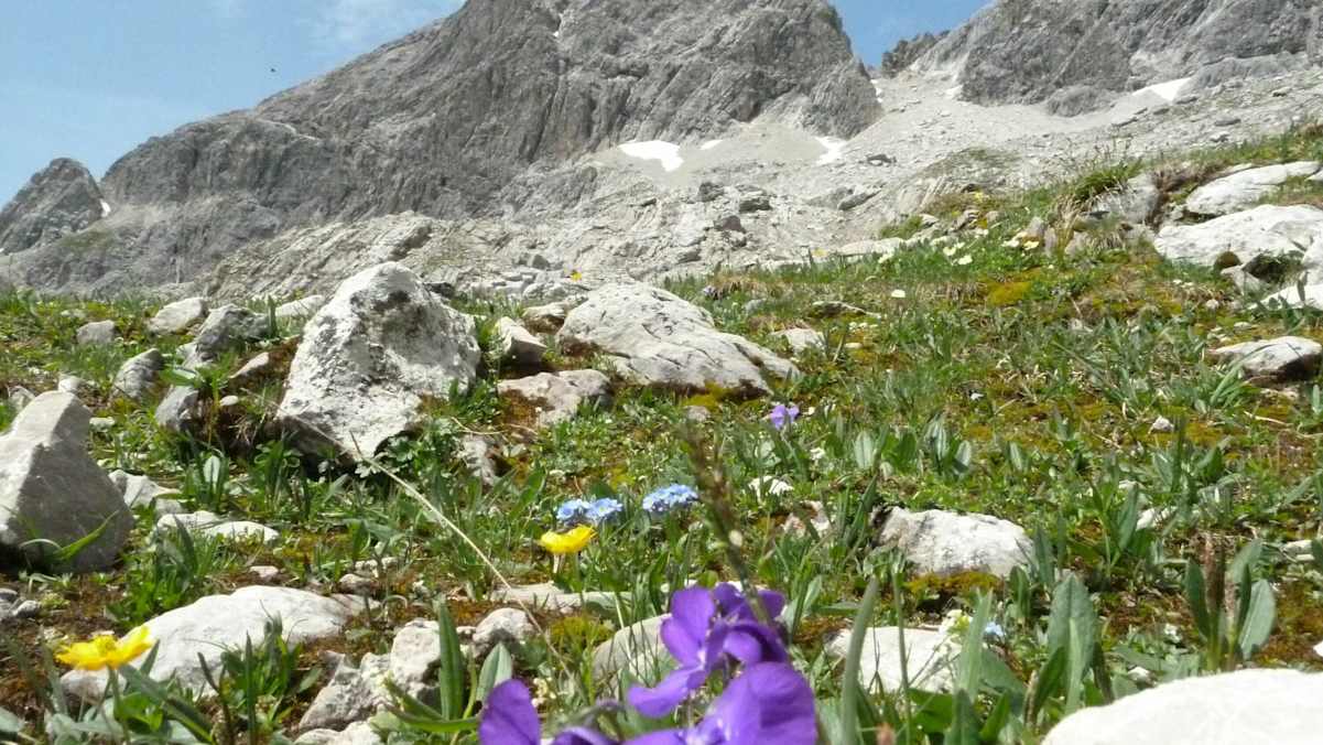 Wunderschöne Alpenflora in den Allgäuer Alpen