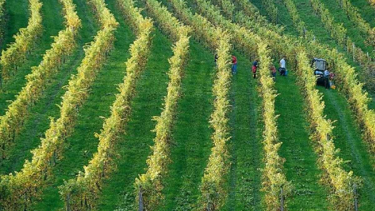 Weinreben im Apfelland