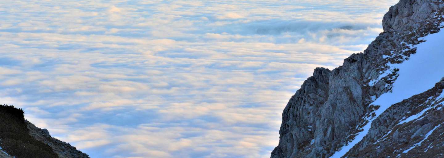 Auf dem Schneeberg: Eine Gams in der Scharte blickt auf ein gigantisches Nebelmeer