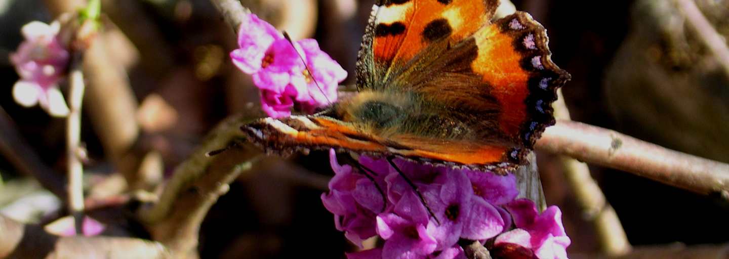 Seidelbast, Seidelbastgewächse: Blütezeit: März – Mai. Nicht nur was fürs Auge, sondern vor allem auch für die Nase ist der giftige Seidelbast mit seinem betörenden Duft, der wohl auch den „Kleinen Fuchs“ angelockt hat.