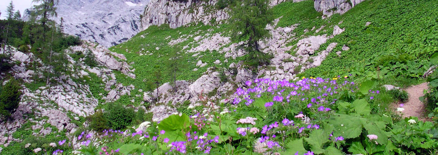 Alpenflora im Toten Gebirge bei der Pühringer Hütte