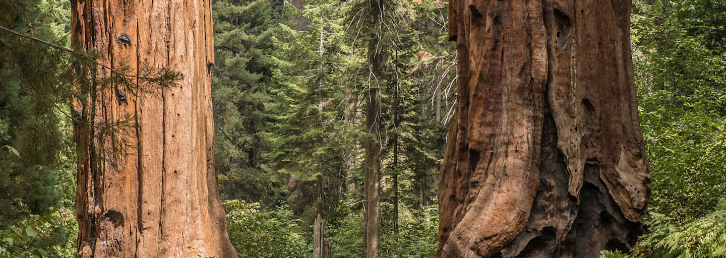 Mammutbäume in der kalifornischen Sierra Nevada